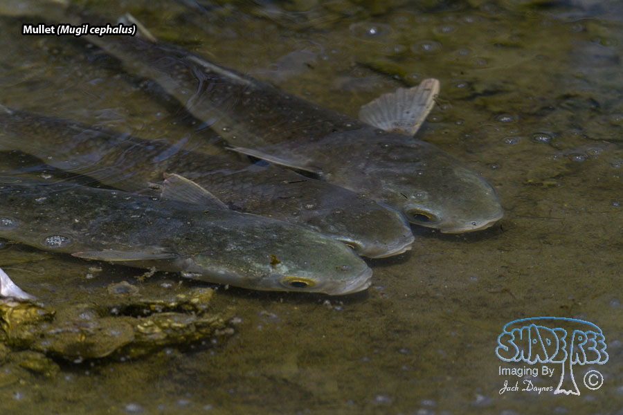 Mullet - Mugil cephalus