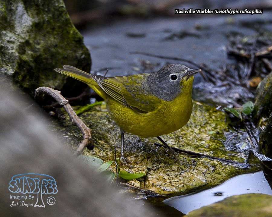 Nashville Warbler - Leiothlypis ruficapilla