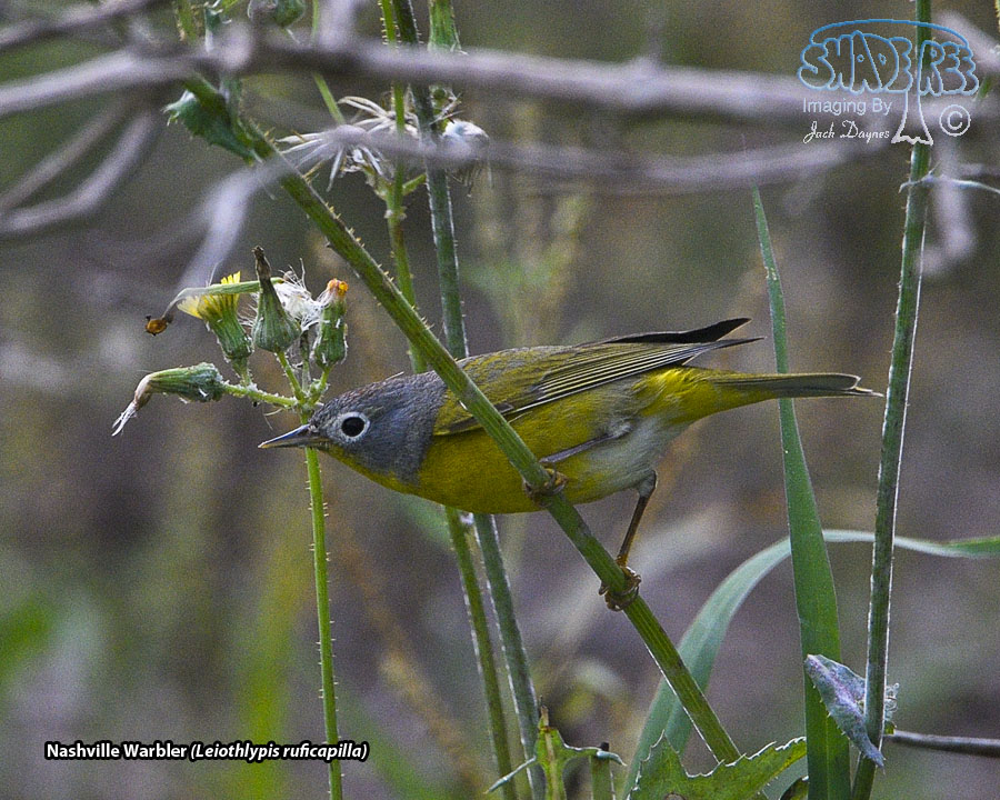 Nashville Warbler - Leiothlypis ruficapilla