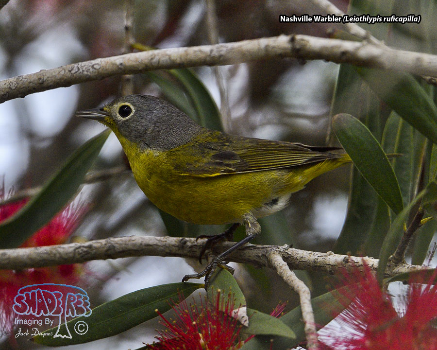 Nashville Warbler - Leiothlypis ruficapilla