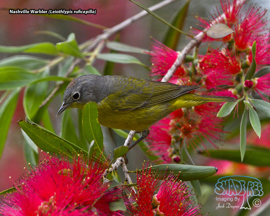 Nashville Warbler - Leiothlypis ruficapilla