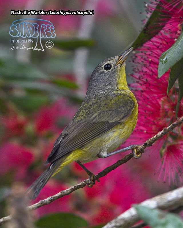 Nashville Warbler - Leiothlypis ruficapilla