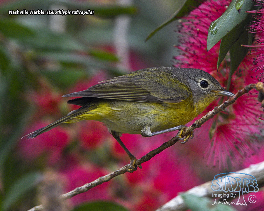 Nashville Warbler - Leiothlypis ruficapilla
