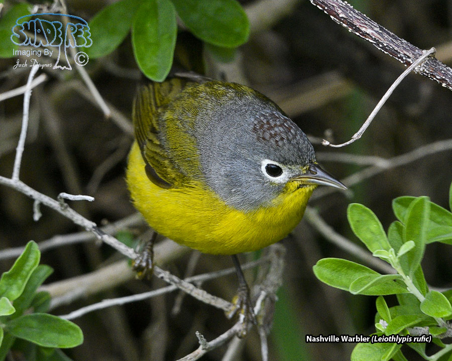 Nashville Warbler - Leiothlypis ruficapilla