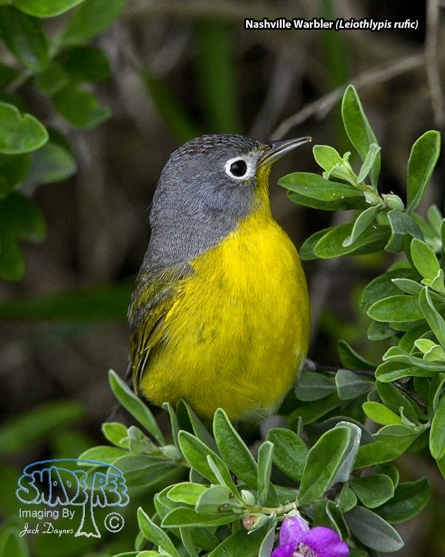 Nashville Warbler - Leiothlypis ruficapilla