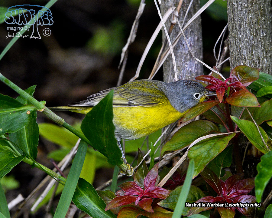 Nashville Warbler - Leiothlypis ruficapilla