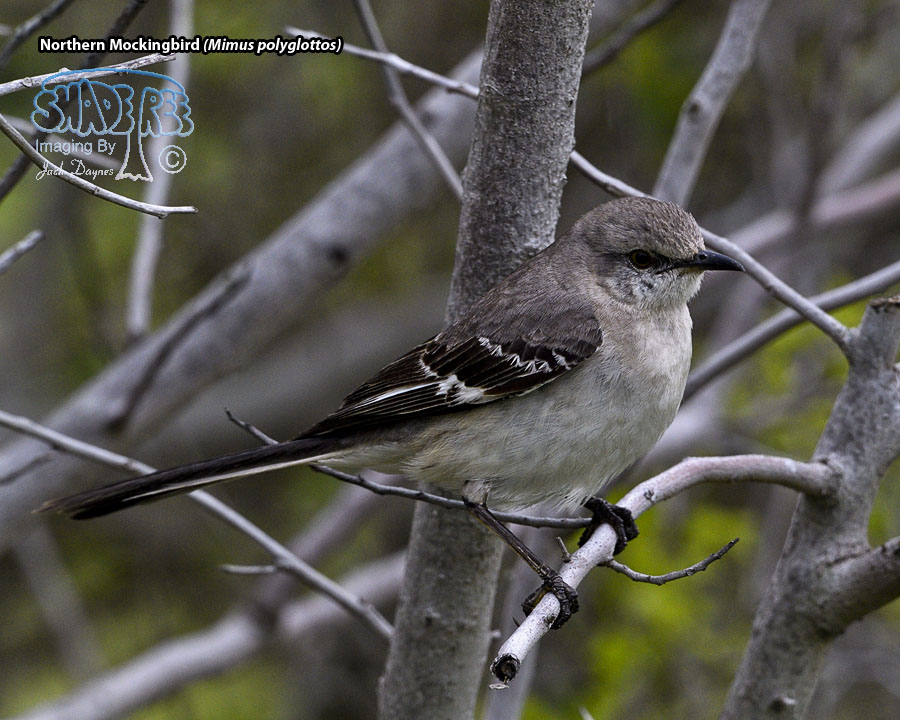 Northern Mockingbird - Mimus polyglottos