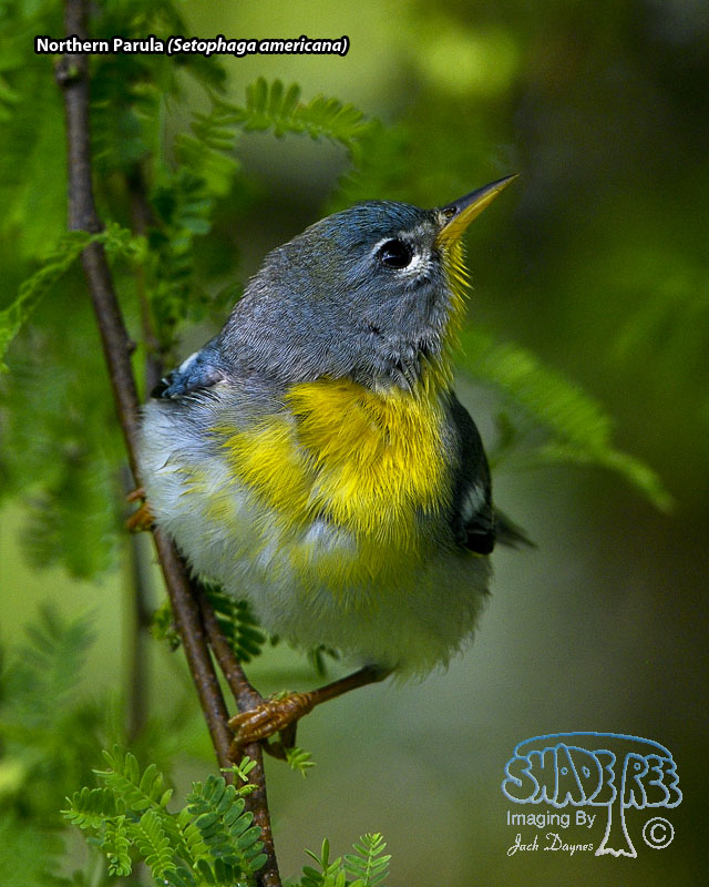 Northern Parula - Setophaga americana