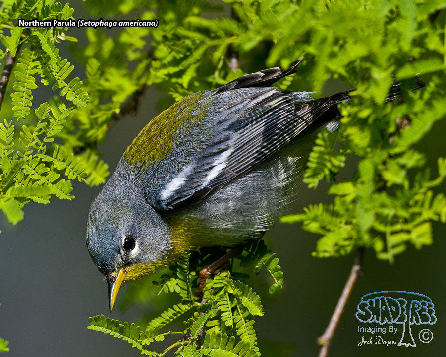 Northern Parula - Setophaga americana