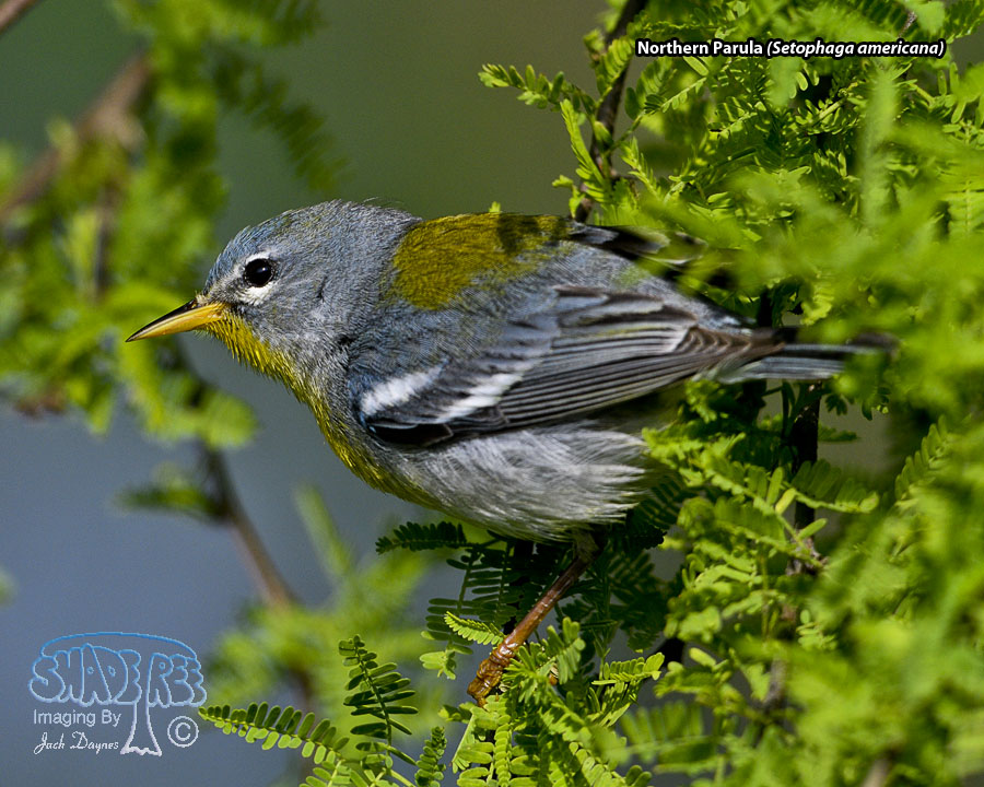 Northern Parula - Setophaga americana
