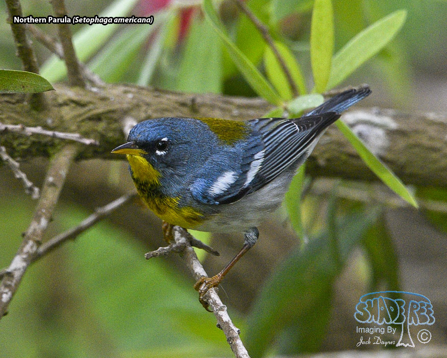Northern Parula - Setophaga americana