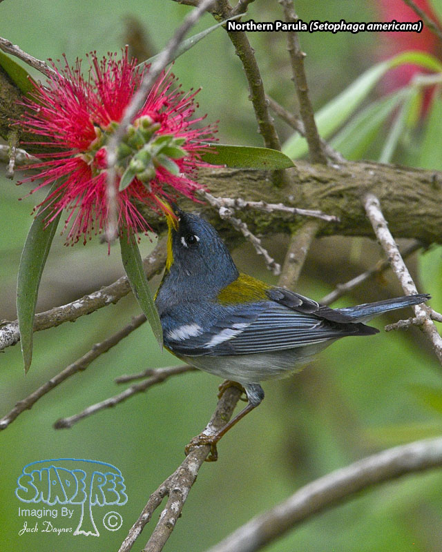 Northern Parula - Setophaga americana