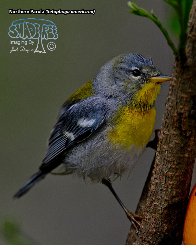 Northern Parula - Setophaga americana