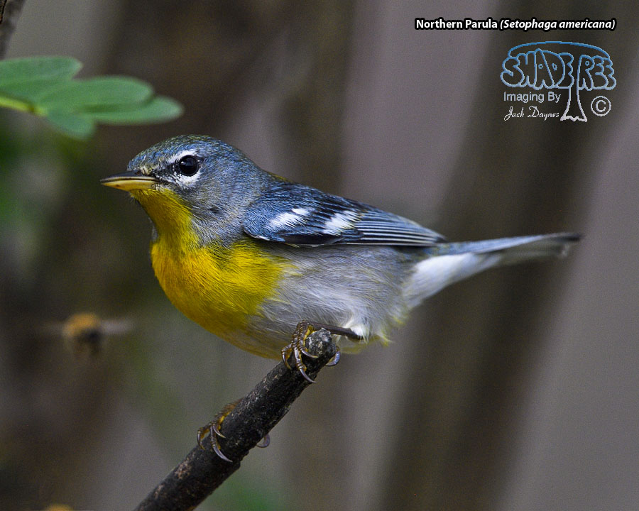 Northern Parula - Setophaga americana