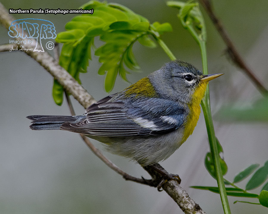 Northern Parula - Setophaga americana