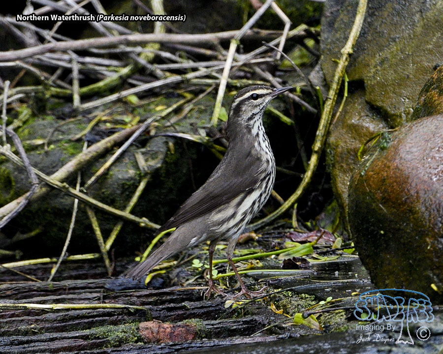 Northern Waterthrush - Parkesia noveboracensis
