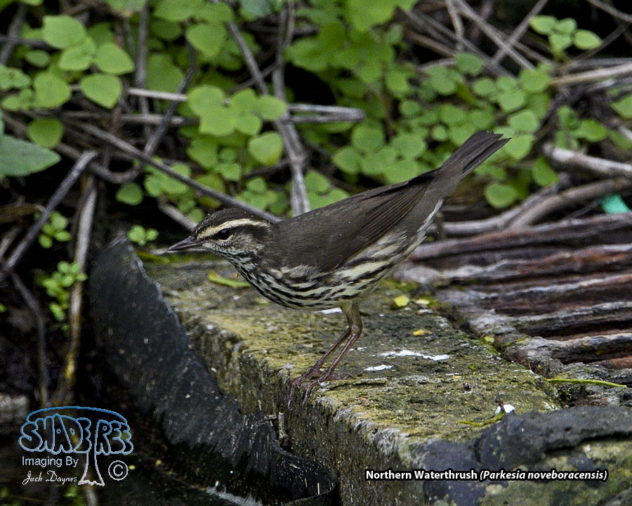 Northern Waterthrush - Parkesia noveboracensis