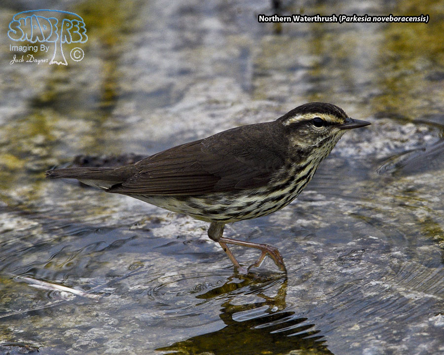 Northern Waterthrush - Parkesia noveboracensis