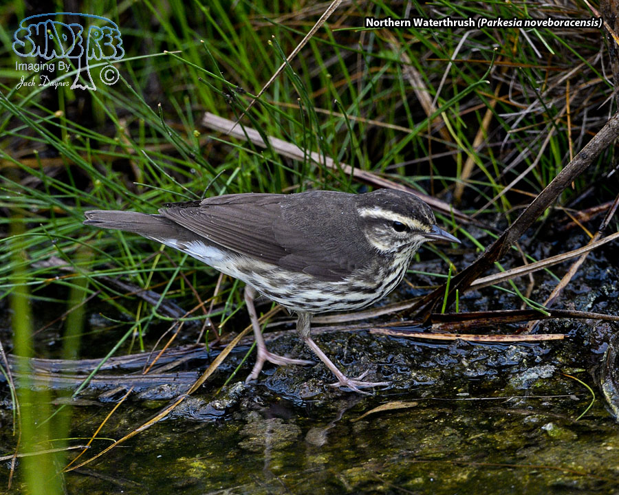 Northern Waterthrush - Parkesia noveboracensis