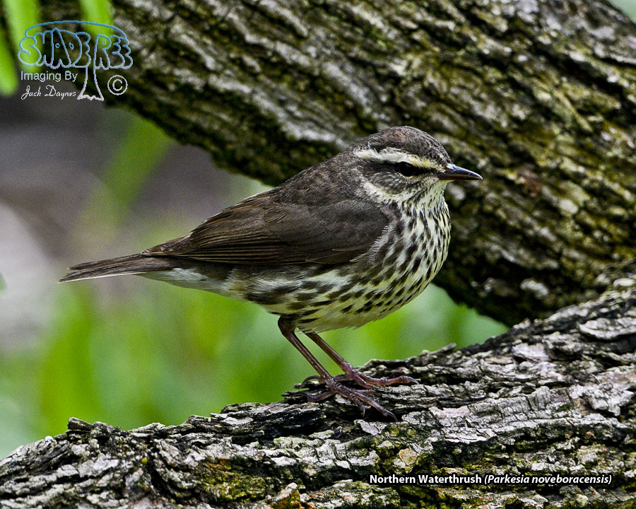 Northern Waterthrush - Parkesia noveboracensis