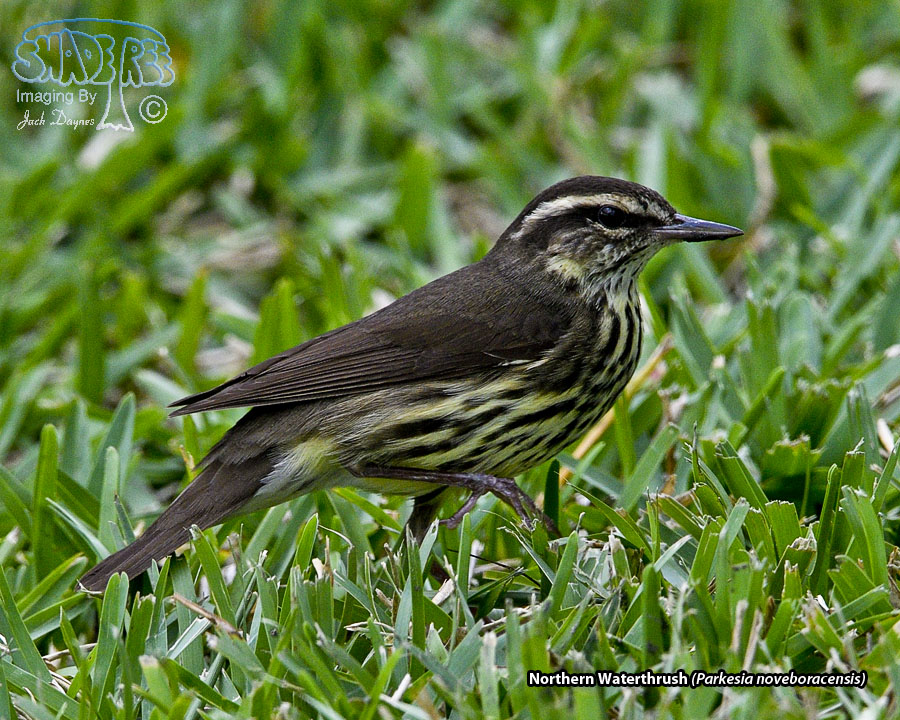 Northern Waterthrush - Parkesia noveboracensis