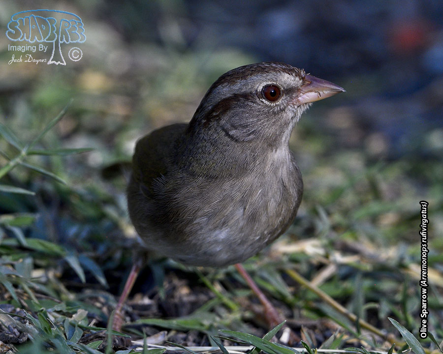 Olive Sparrow - Arremonops rufivirgatus