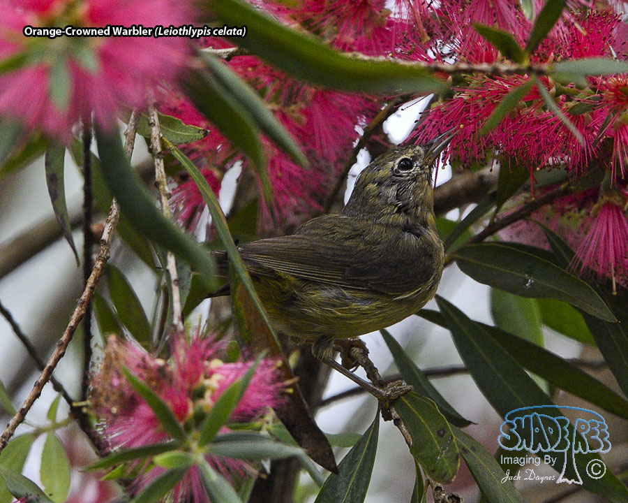 Orange-Crowned Warbler - Leiothlypis celata