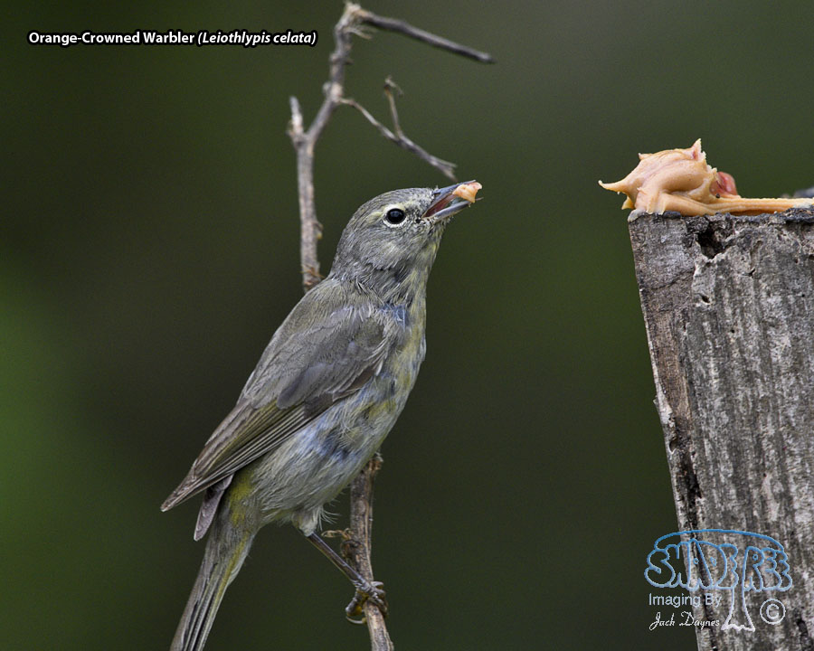 Orange-Crowned Warbler - Leiothlypis celata