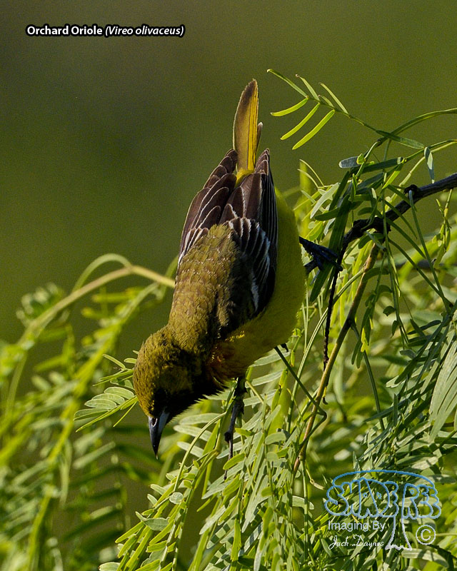 Orchard Oriole - Icterus spurius