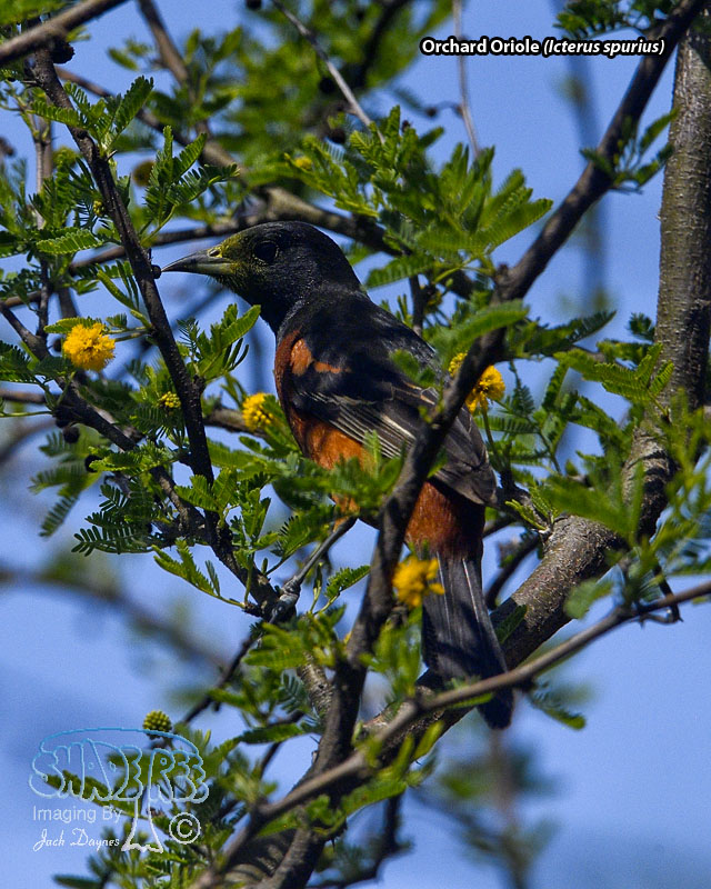 Orchard Oriole - Icterus spurius
