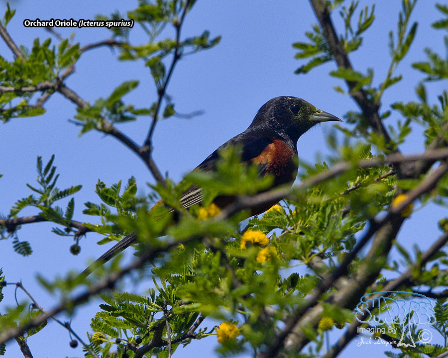 Orchard Oriole - Icterus spurius