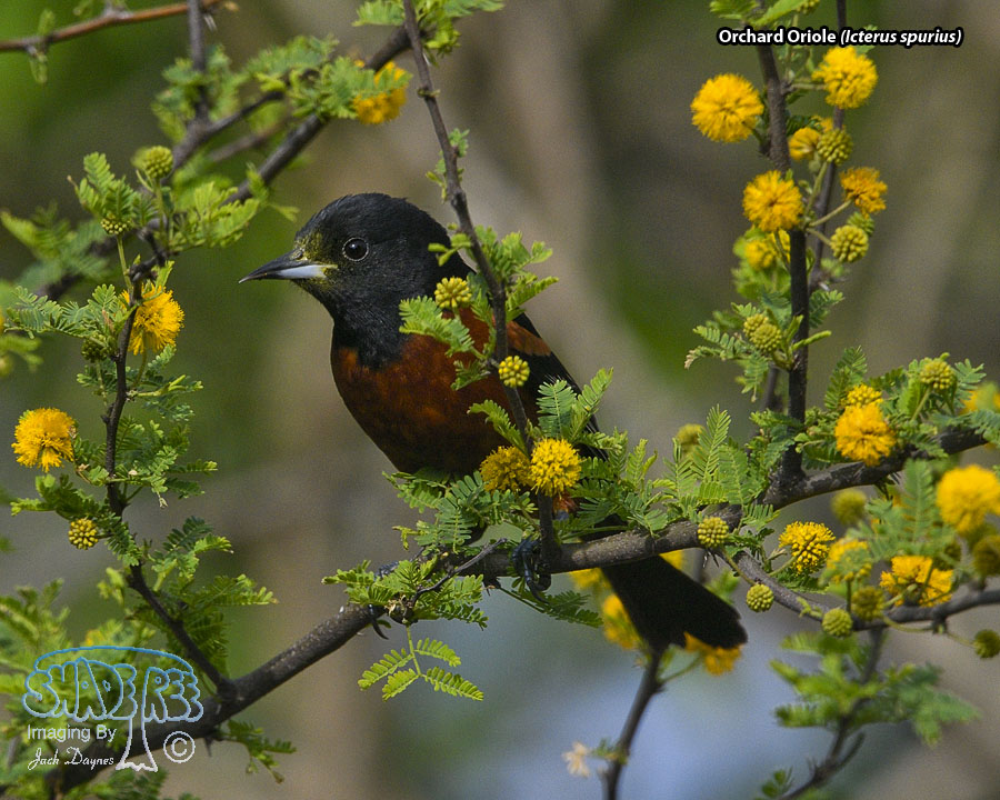 Orchard Oriole - Icterus spurius