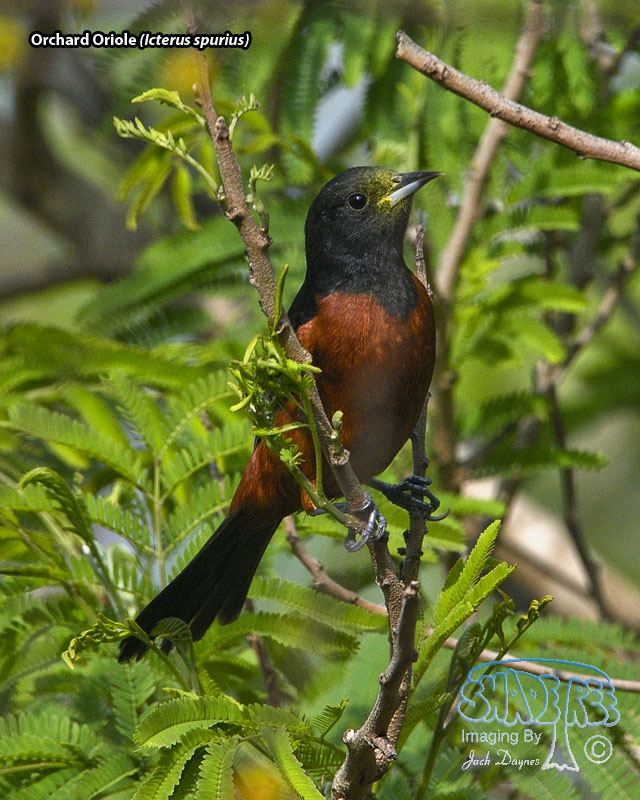 Orchard Oriole - Icterus spurius
