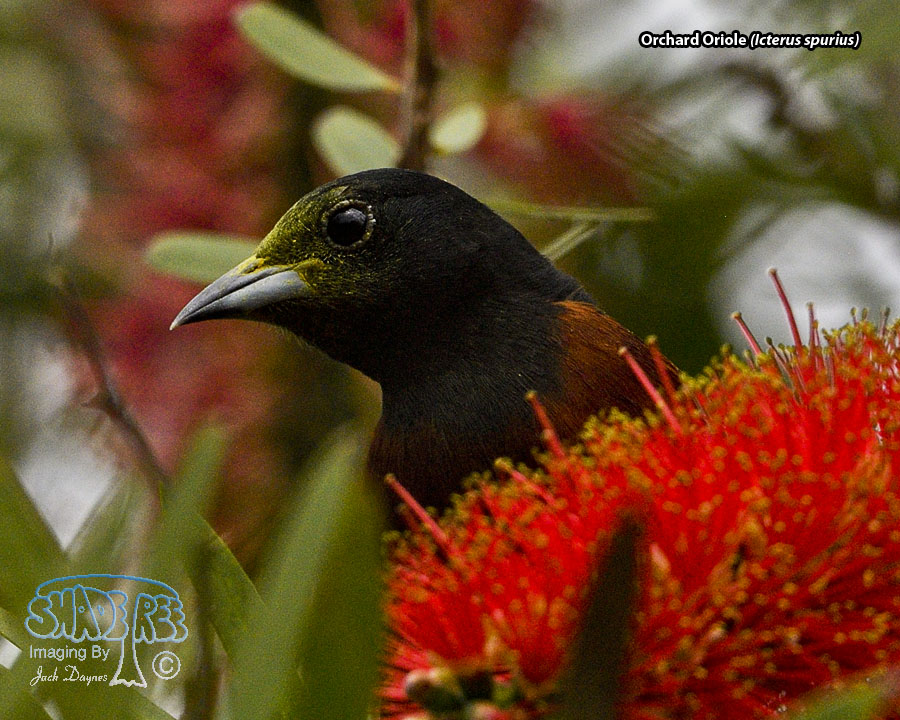 Orchard Oriole - Icterus spurius
