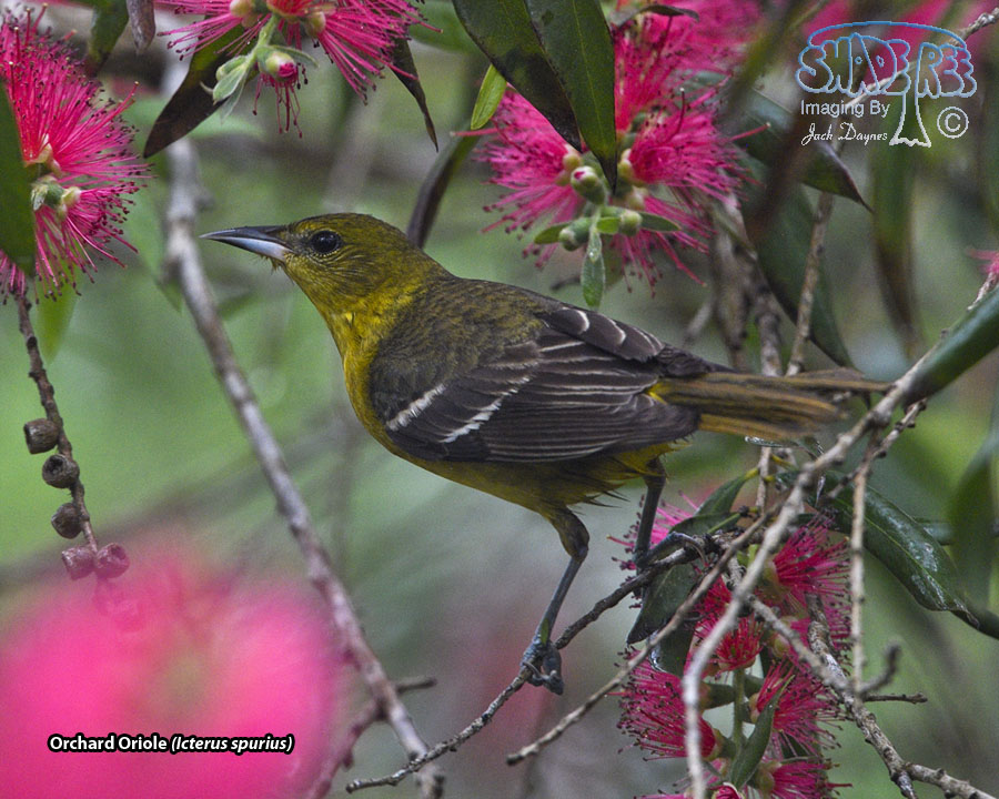 Orchard Oriole - Icterus spurius