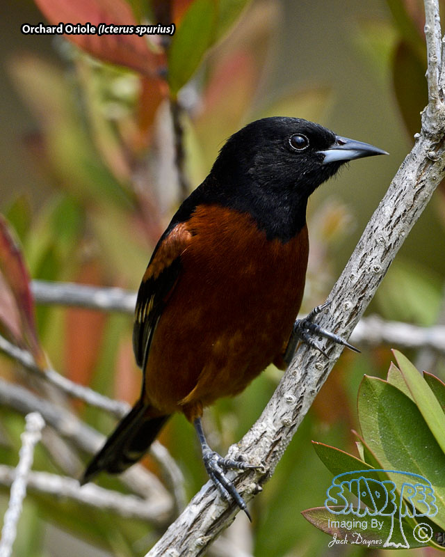 Orchard Oriole - Icterus spurius