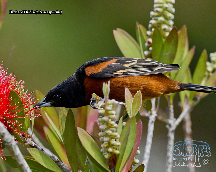 Orchard Oriole - Icterus spurius