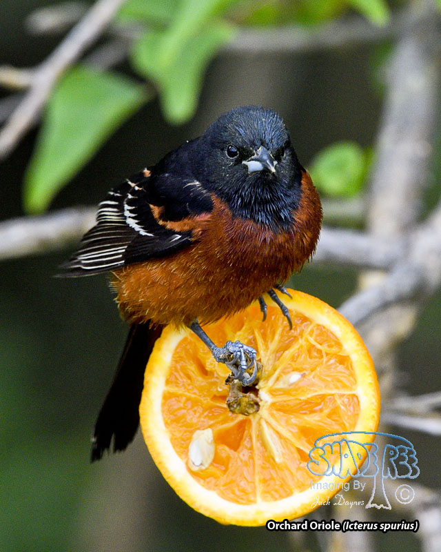 Orchard Oriole - Icterus spurius