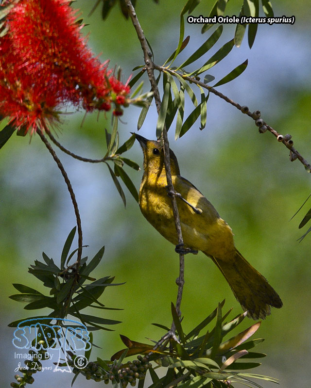 Orchard Oriole - Icterus spurius