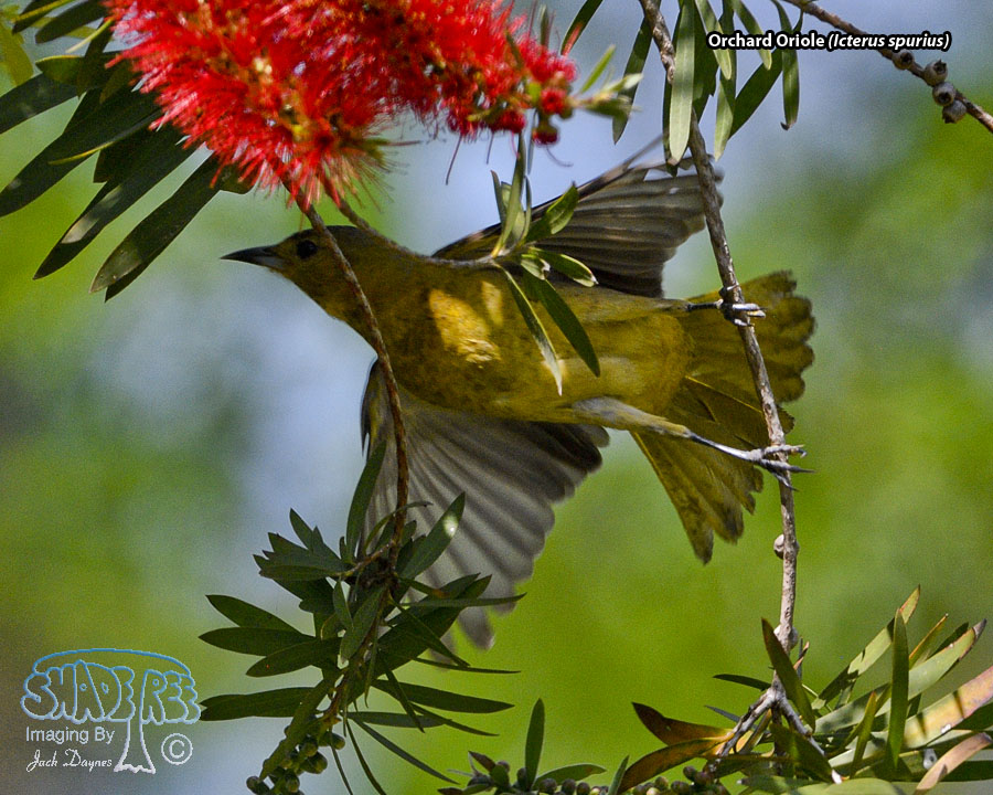 Orchard Oriole - Icterus spurius