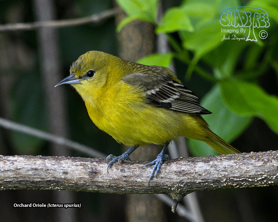 Orchard Oriole - Icterus spurius