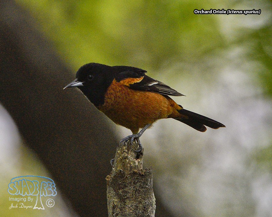 Orchard Oriole - Icterus spurius