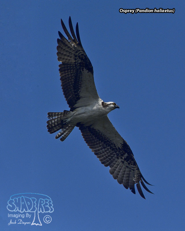 Osprey - Pandion haliaetus