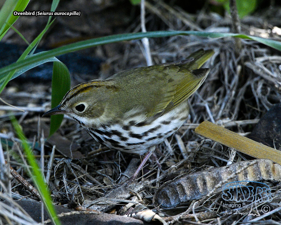 Ovenbird - Seiurus aurocapilla