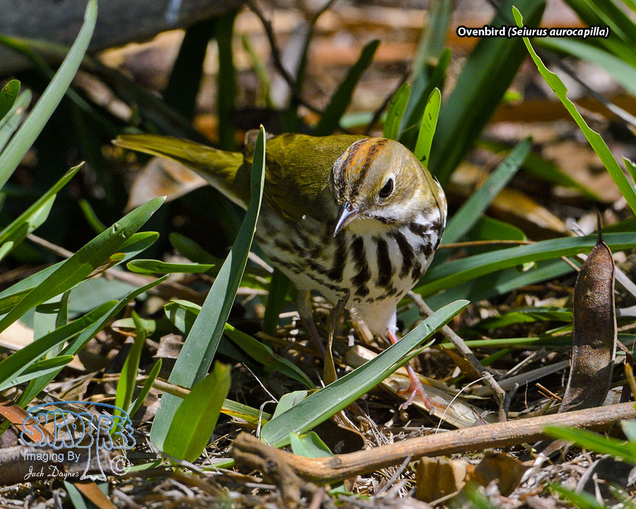 Ovenbird - Seiurus aurocapilla
