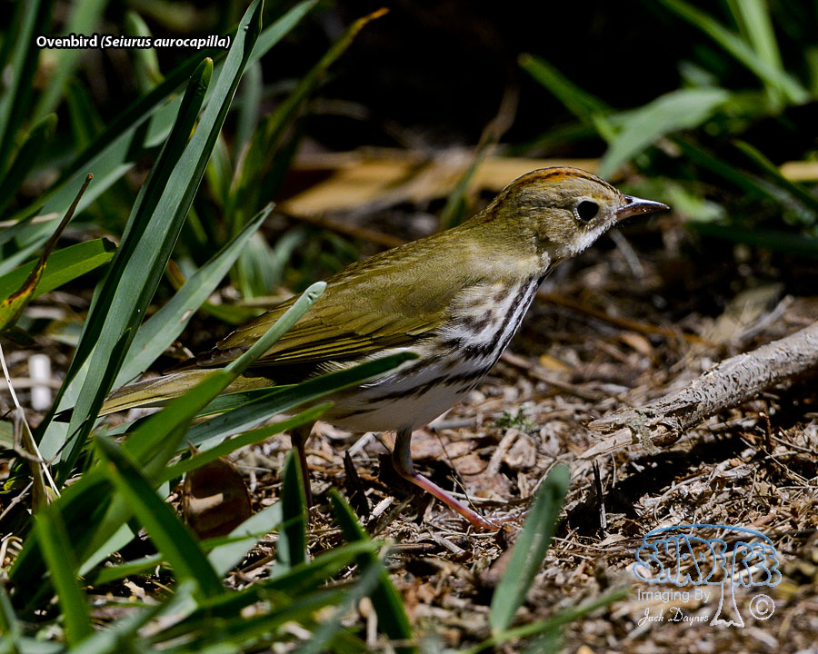 Ovenbird - Seiurus aurocapilla