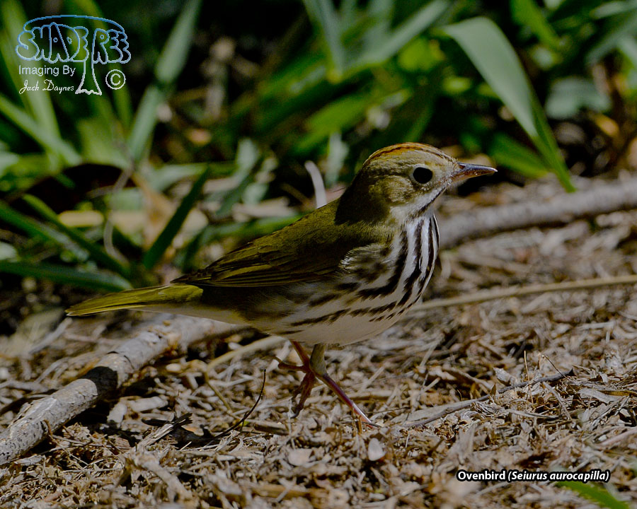 Ovenbird - Seiurus aurocapilla