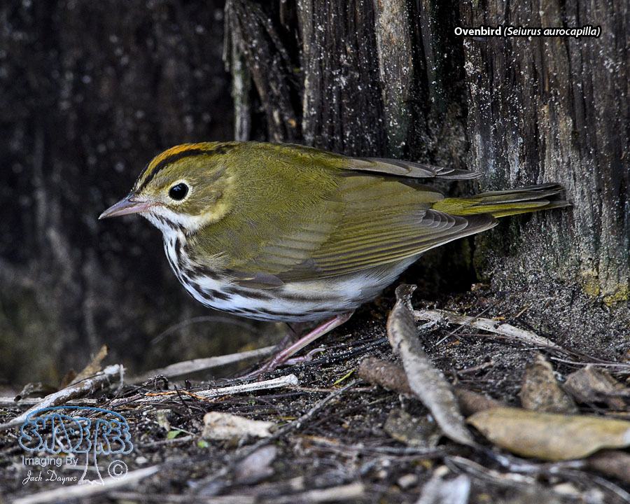 Ovenbird - Seiurus aurocapilla