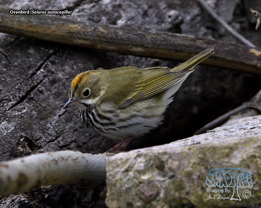 Ovenbird - Seiurus aurocapilla