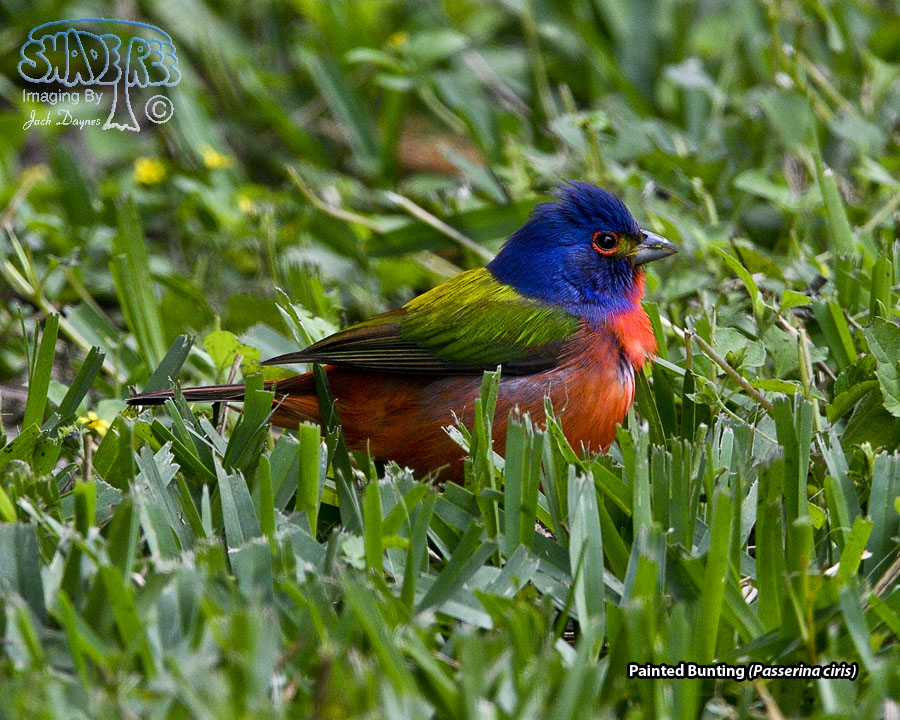 Painted Bunting - Passerina ciris
